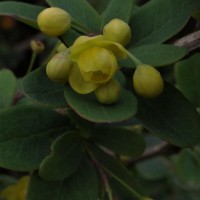 Berberis wightiana C.K.Schneid.